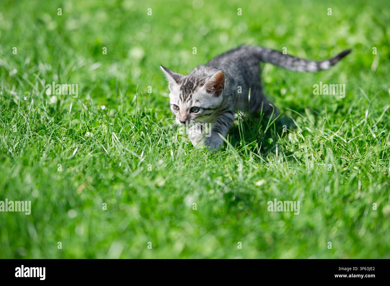 Gattino Bengal nel giardino sul prato Foto Stock