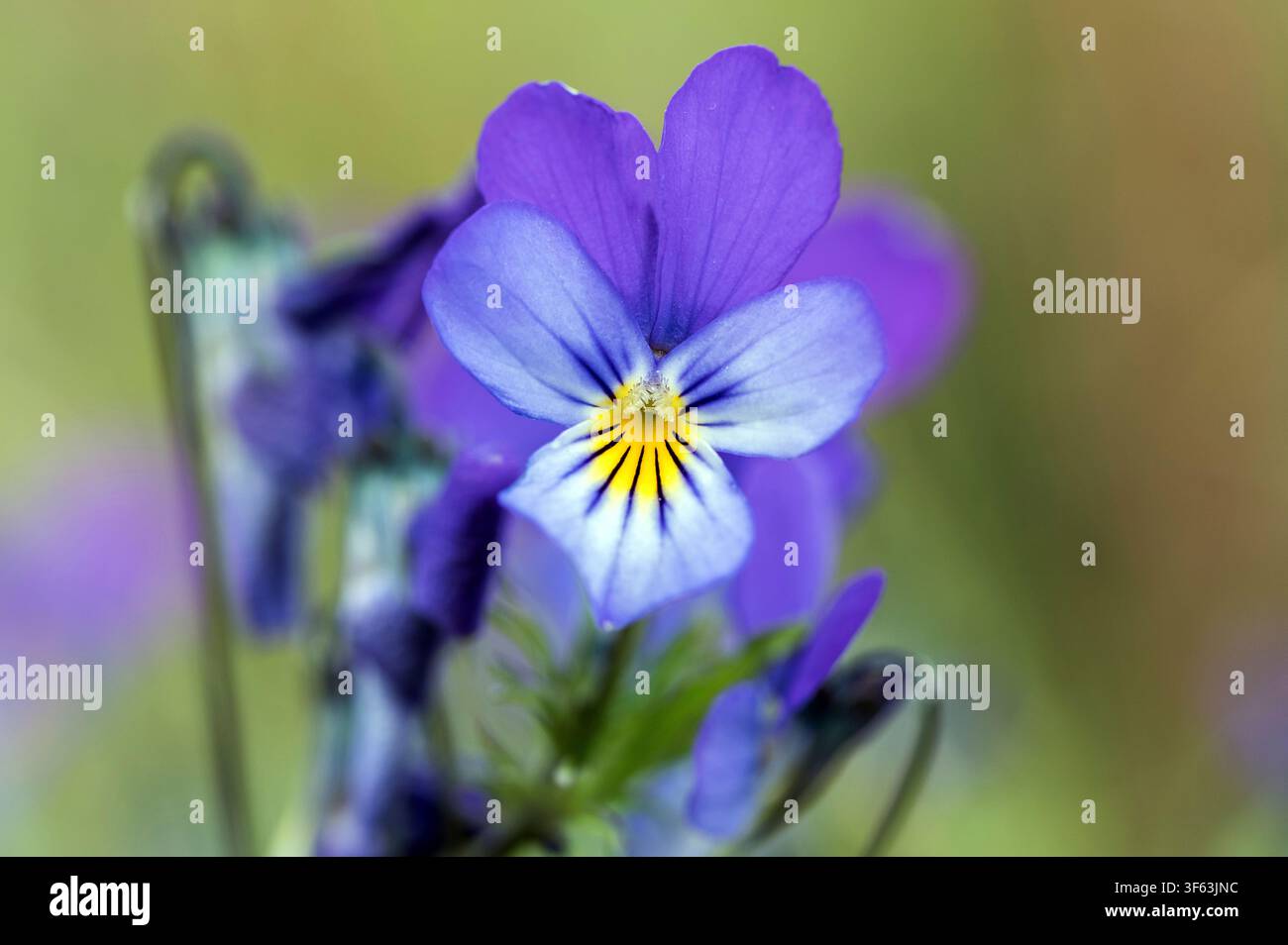 Violacciocche selvatiche in piena fioritura Foto Stock