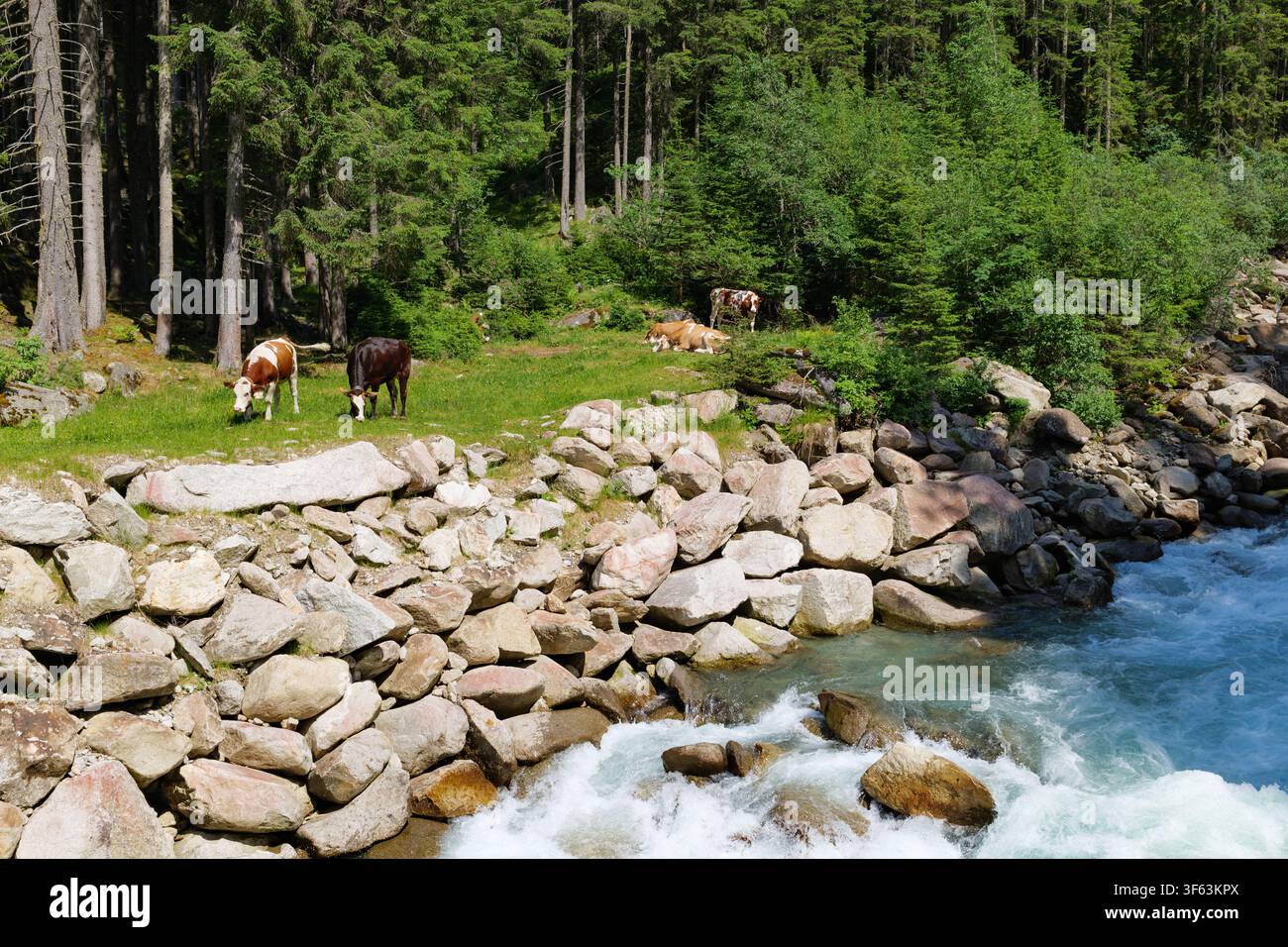 Scena tradizionale di fattoria con mucche che pascolano in un pascolo alpino vicino a un bosco e a un ruscello. Foto Stock