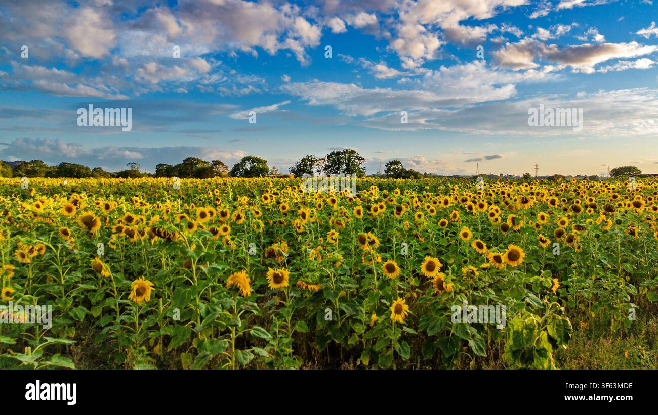 Un campo di girasoli a forma di labirinto in questa fattoria nel Cheshire. Foto Stock