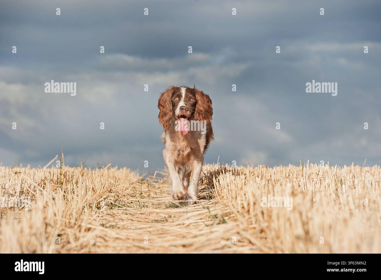 English Springer Spaniel Foto Stock