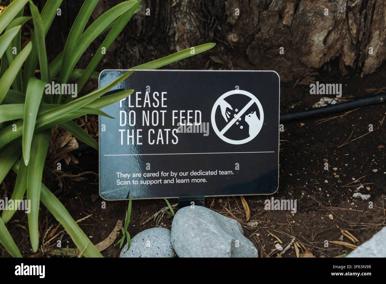 Segnale informativo che chiede ai visitatori di non nutrire i gatti, posizionato in un giardino paesaggistico. Messaggio di benessere animale circondato da piante ed elementi naturali. Foto Stock