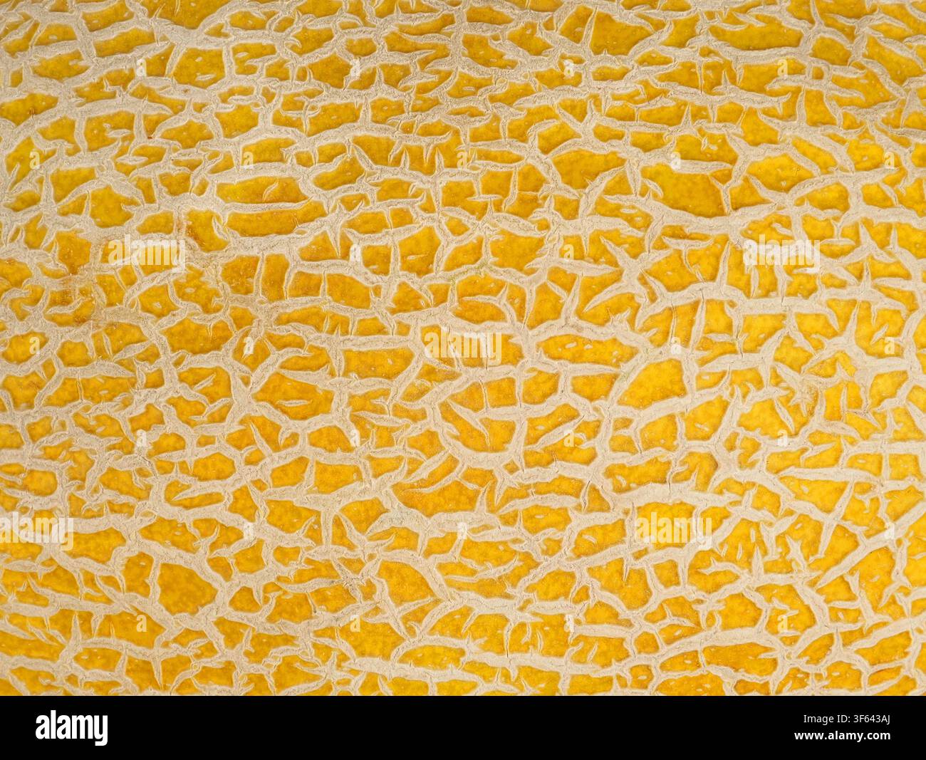 Macro di melone Galia, può essere usato come sfondo Foto Stock