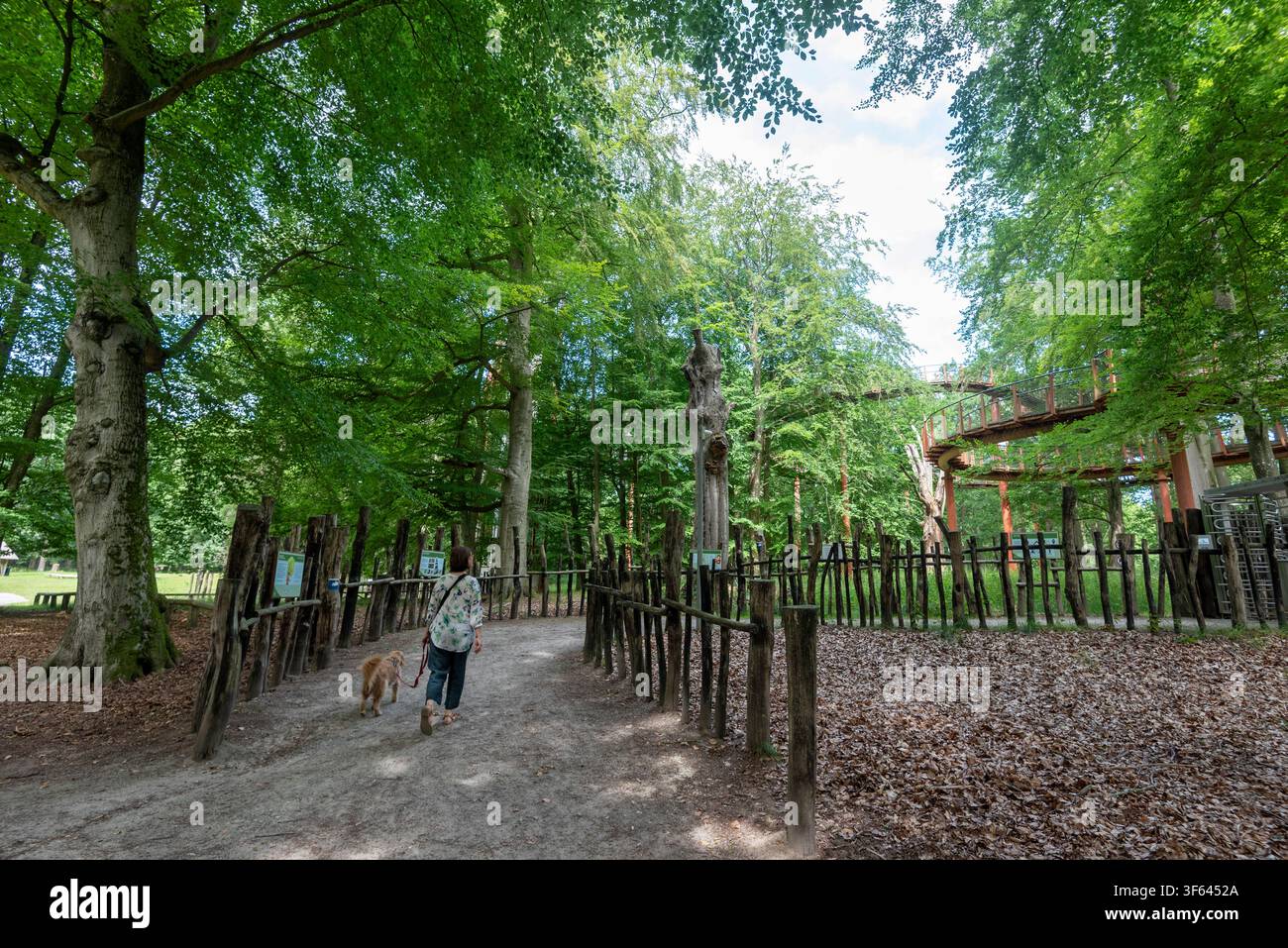 Vista del sentiero delle chiome nel Parco Naturale di Ivenack, Querce di Ivenack, Meclemburgo-Pomerania Anteriore, Germania Foto Stock