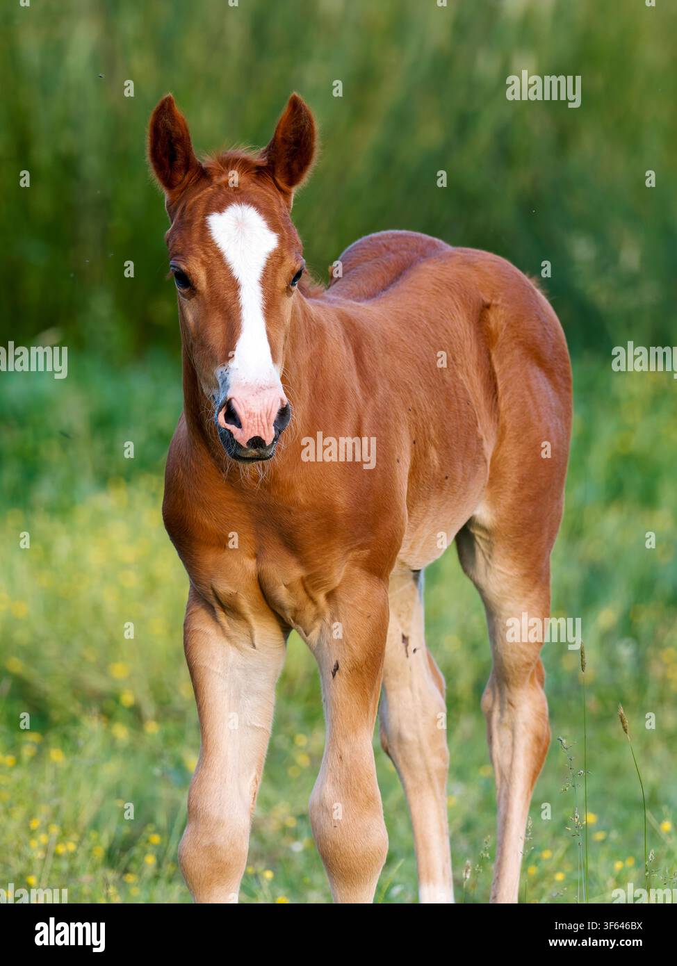 Mare e puledro (Equus caballus) insieme a Rosnay, Francia Foto Stock