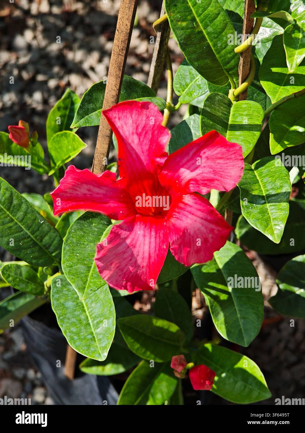 Un fiore rosso nel mio giardino - Immagine stock catturata con smartphone