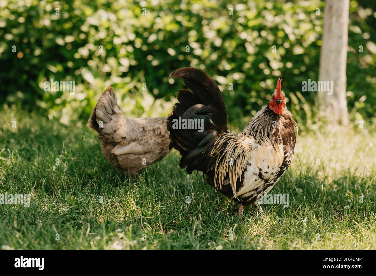 Due galli in piedi nell'erba illuminata dal sole con sfondo sfocato di giardino verde e ambientazione rurale rustica di fattoria Foto Stock