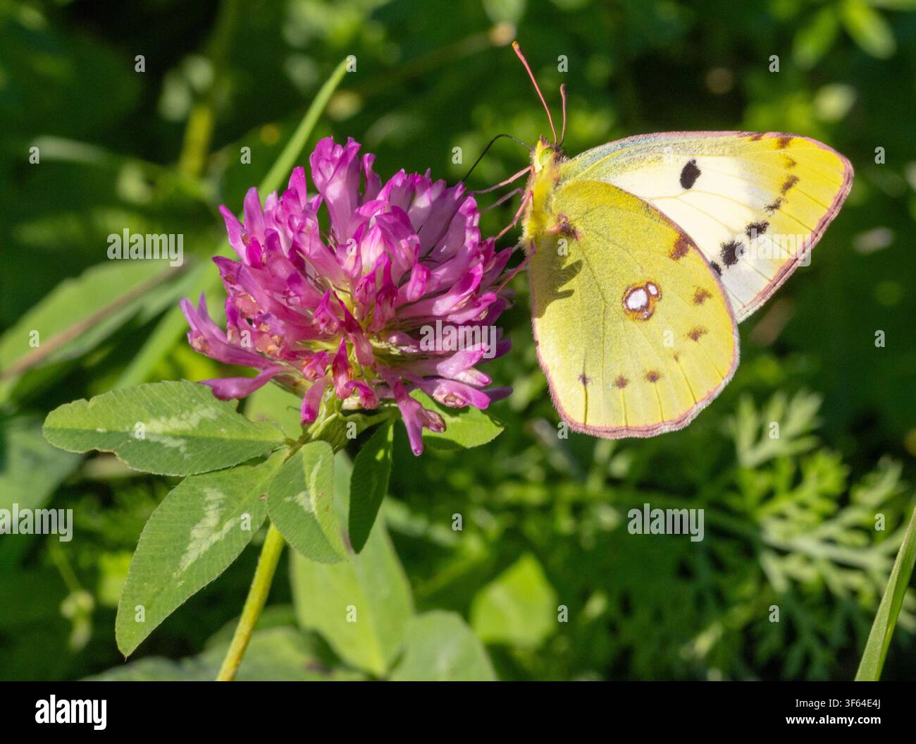 Colias hyale la farfalla gialla nuvolosa pallida su un fiore di trifoglio rosso Foto Stock