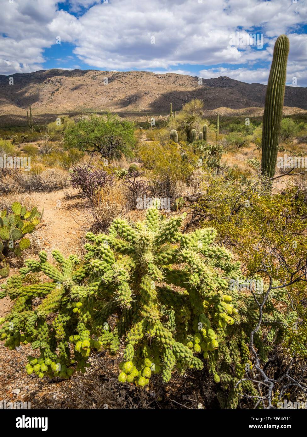 Il distretto delle montagne Rincon del parco nazionale di Saguaro fuori Tucson nel sud-ovest dell'Arizona, USA Foto Stock