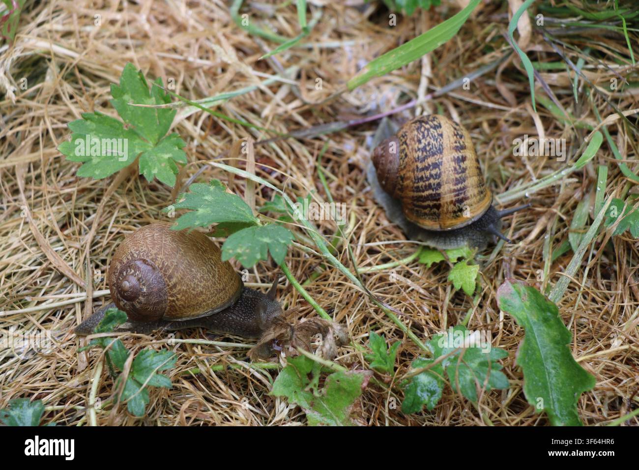 Lumache nel sottobosco Due lumache con gusci a motivi diversi, entrambe lumache da giardino che vivono a Kintyre in Scozia Foto Stock