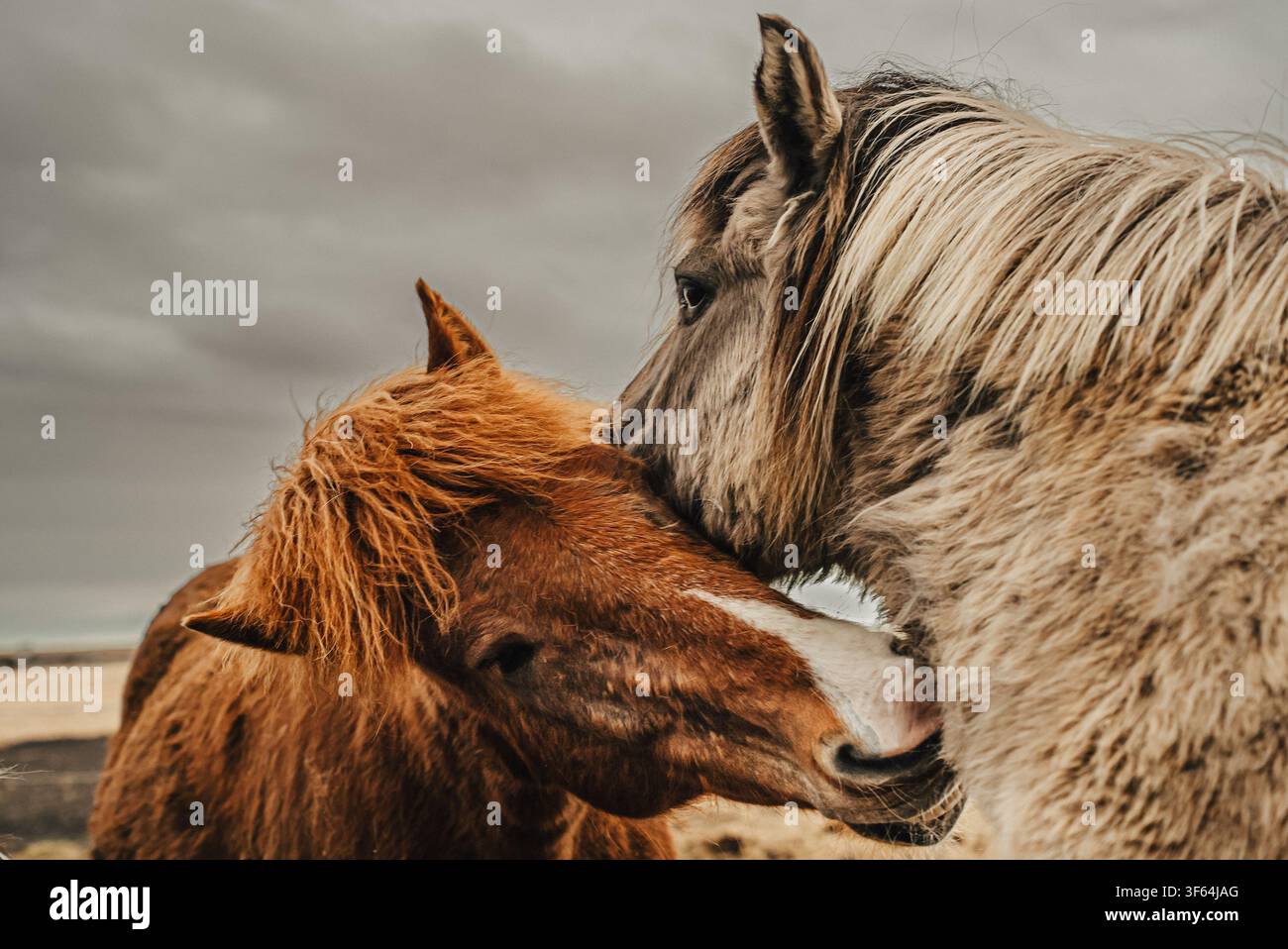 Due cavalli islandesi soffici che si accarezzano e si puliscono a vicenda in un momento di affetto adorabile Foto Stock
