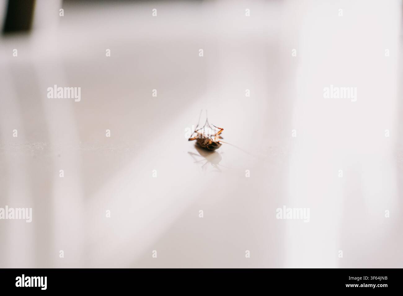 Scarafaggio morto sdraiato sulla schiena su un pavimento bianco e pulito del bagno, foto macro in primo piano con luce soffusa Foto Stock