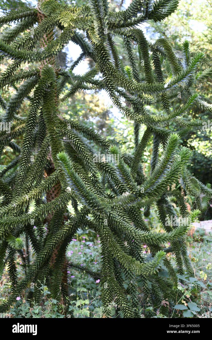 Monkey puzzle tree Foto Stock