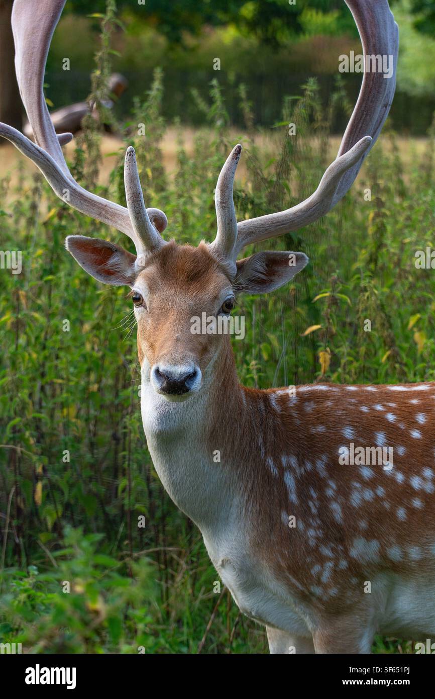 Cervo europeo maschio (Dama dama), con corna palmate nello stadio "velato", Clissold Park, Stoke Newington, Hackney, Londra, Inghilterra. Foto Stock