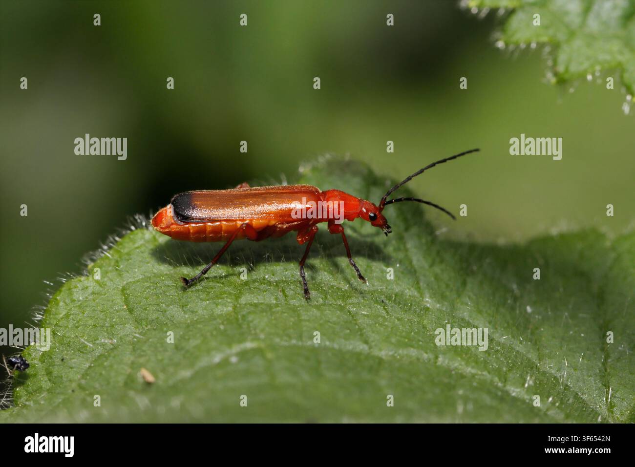 SCARABEO SOLDATO ROSSO COMUNE (Rhagonycha fulva), UK. Foto Stock