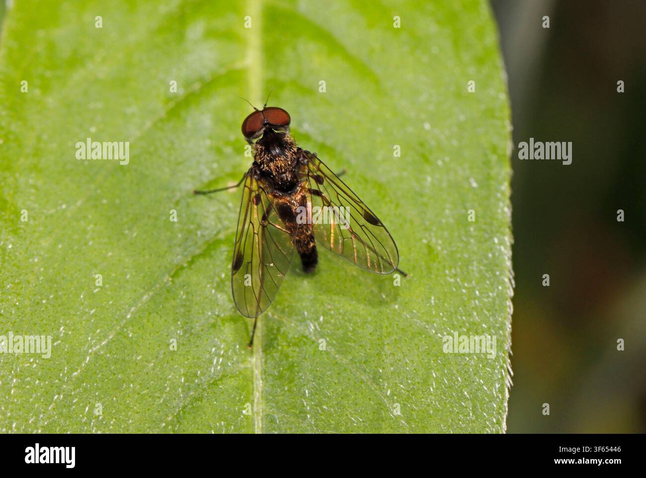 MOSCA SNIPEFLY NERA (Chrysopilus cristatus), UK. Foto Stock