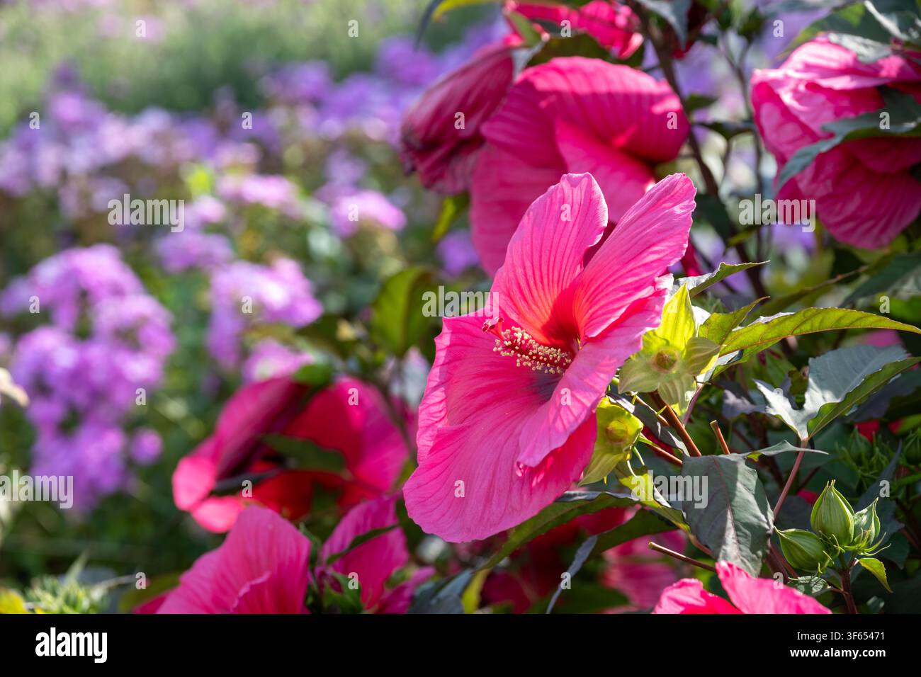 Stupenda bordura di fiori misti al giardino di Wisley, Surrey UK, con Hibiscus Moscheutos Planet Griotte Tangri rosa scuro. Le ampie aiuole sono pianificate Foto Stock