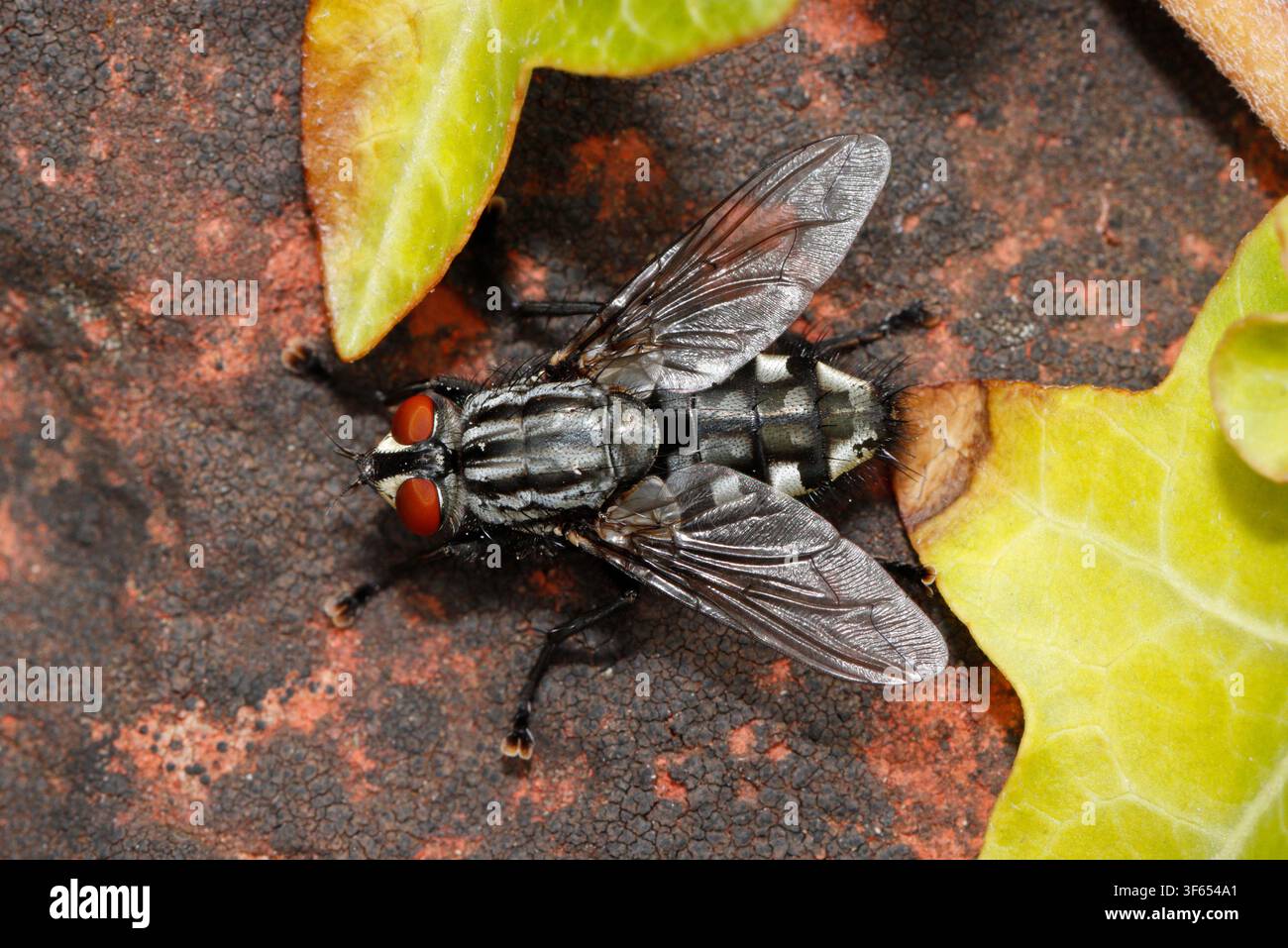 MOSCA DELLA CARNE, UK. Foto Stock