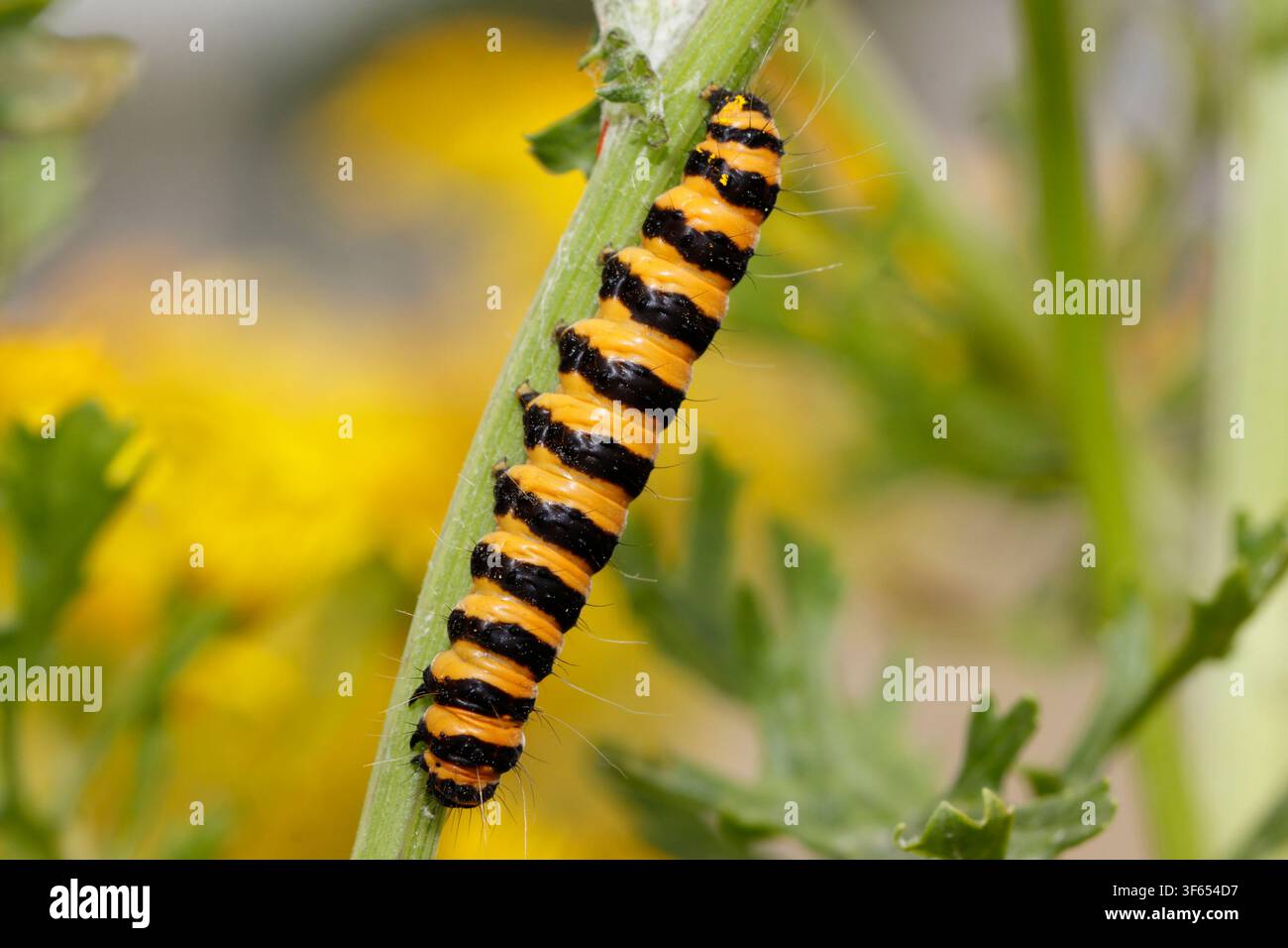 GAVETTO DI FARFALLA CINABRO, REGNO UNITO. Foto Stock