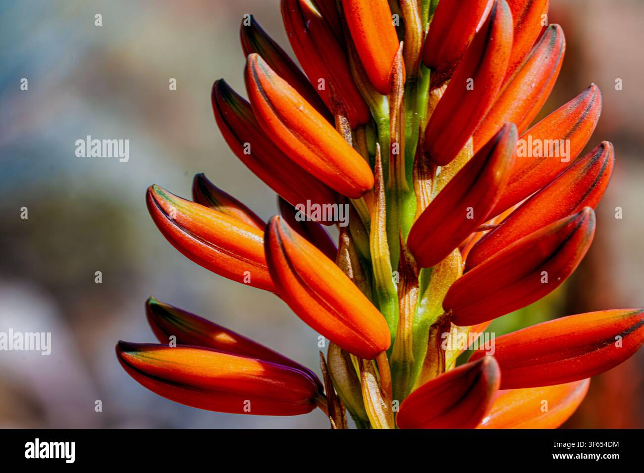 Fotografia macro di un fusto di infiorescenza di fiore di aloe arancione brillante con boccioli non aperti che crescono all'aperto alla luce naturale. Foto Stock