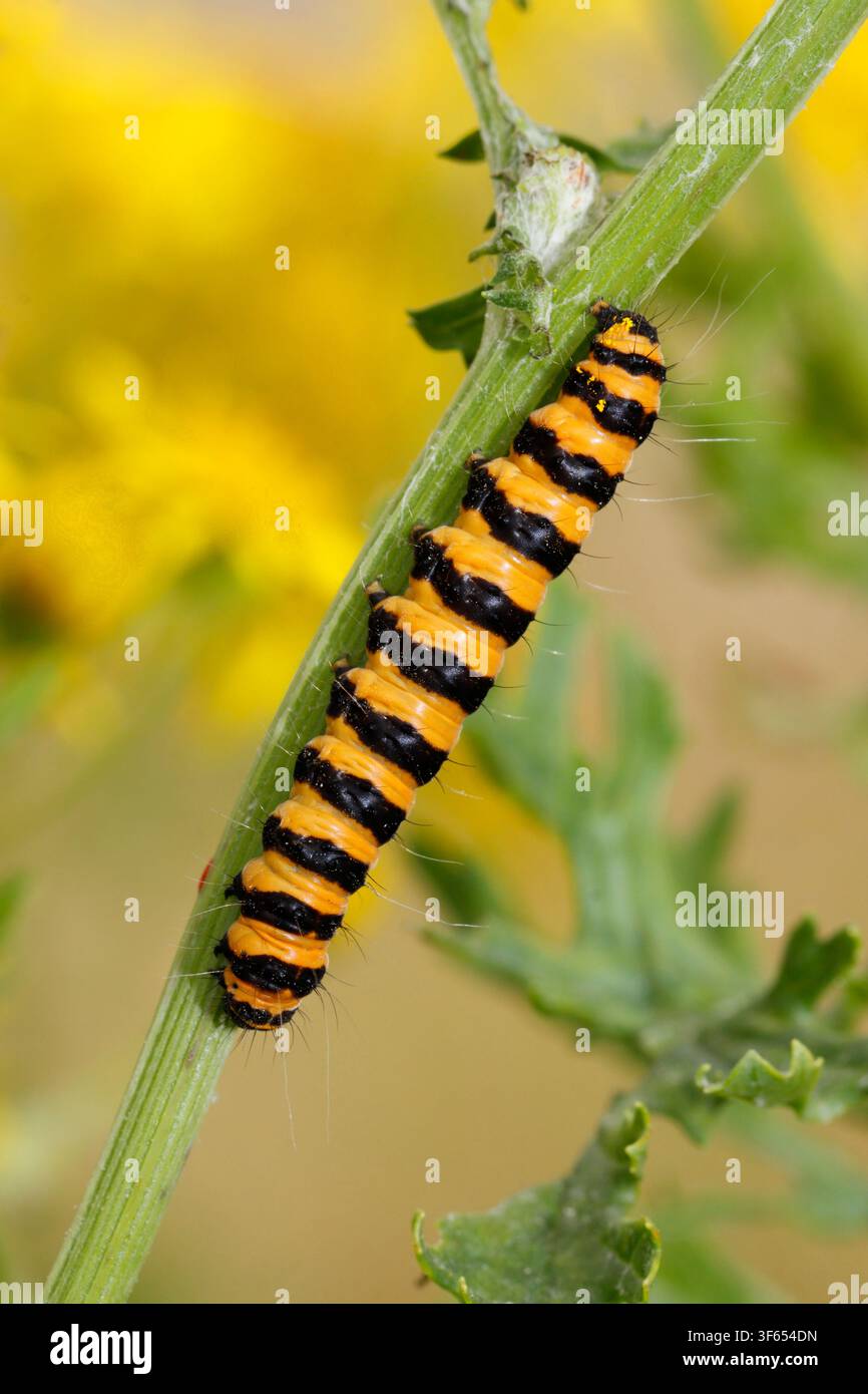 LARVA DELLA FARFALLA DEL CINABRO (Tyria jacobaeae) su centaurea comune, Regno Unito. Foto Stock