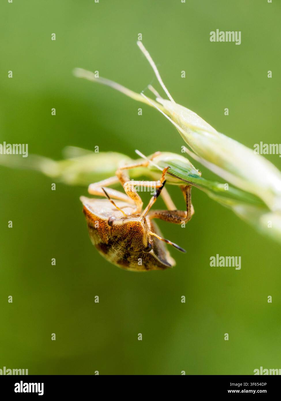 Eurygaster testudinaria, un insetto aggrappato a uno stelo d'erba a Mzires-en-Brenne Foto Stock