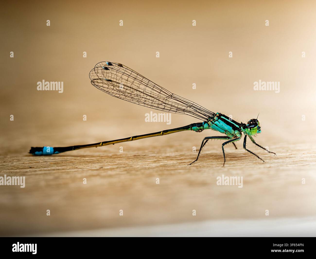 Libellula Ischnura elegans a riposo su una superficie di legno a Mzires-en-Brenne. Foto Stock