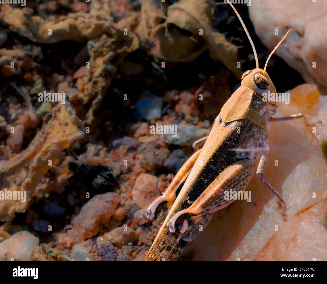 Fotografia macro in primo piano di una cavalletta marrone che si fonde in un habitat di ghiaia rocciosa alla luce naturale del sole. Foto Stock