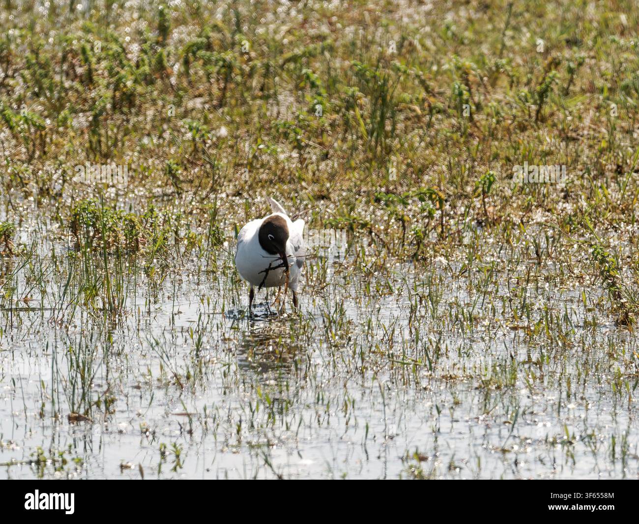 Un gabbiano dalla testa nera (Chroicocephalus ridibundus) che cammina in acque basse a Rosnay. Foto Stock