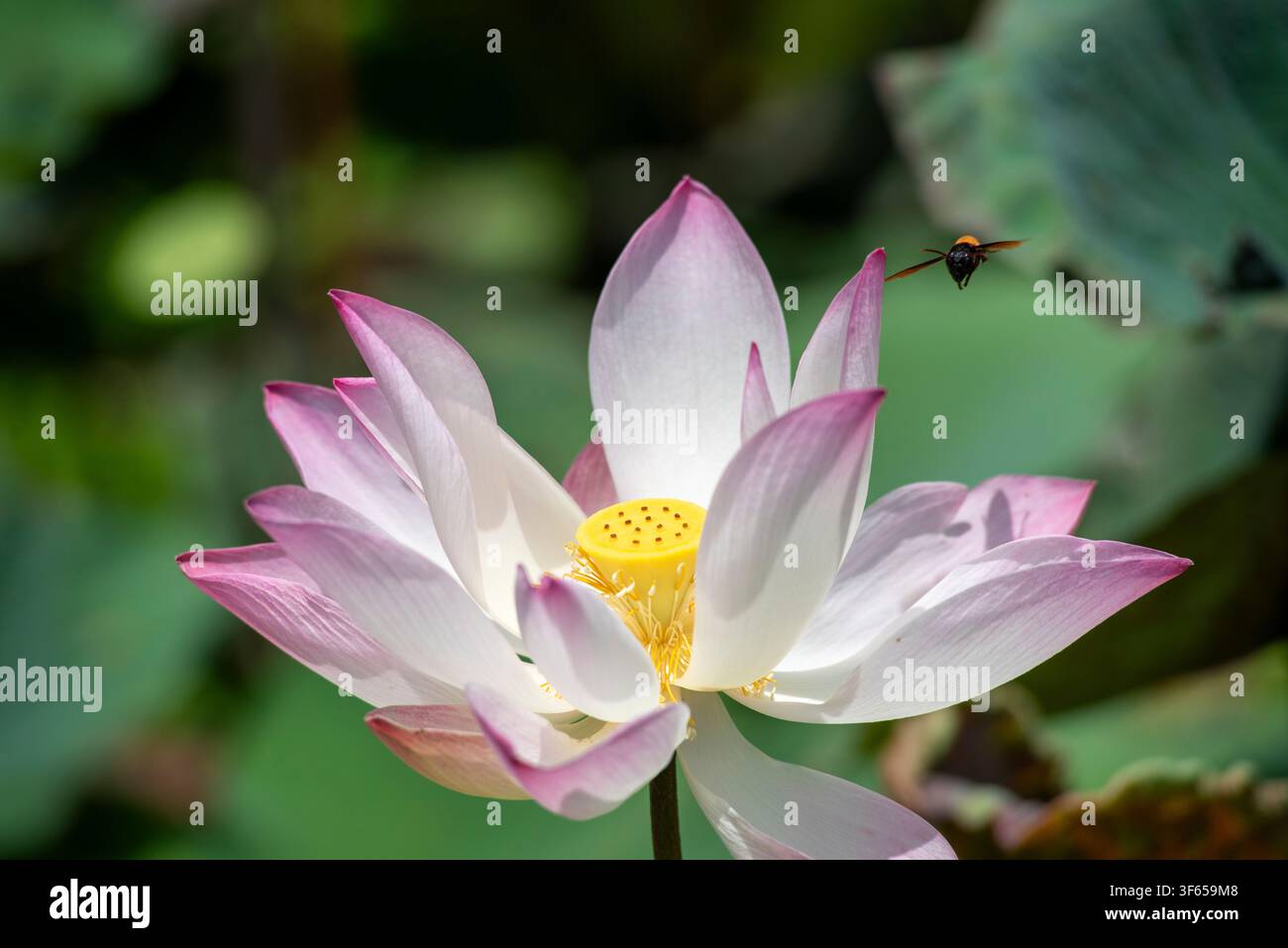 Un bombo che vola verso un fiore di loto rosa completamente sbocciato con una capsula di semi gialla e stami dorati in messa a fuoco netta su uno sfondo sfocato verde morbido Foto Stock