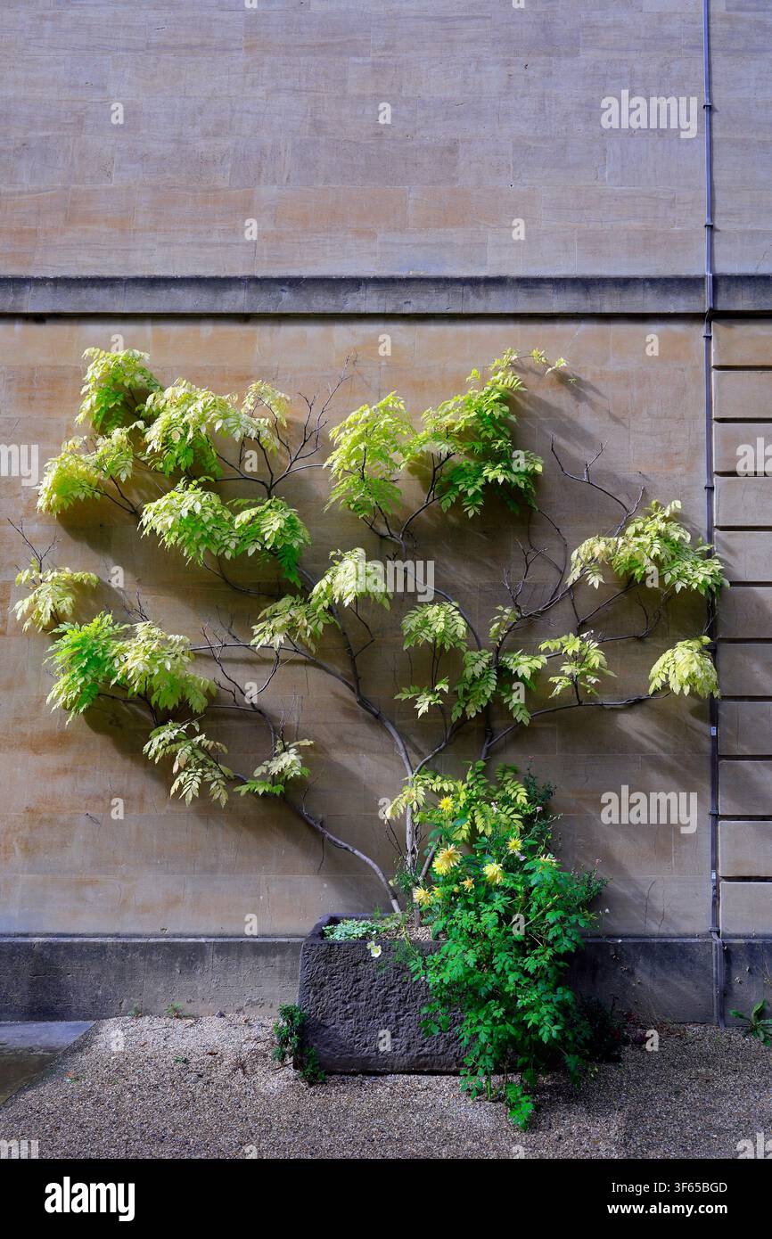 Arbusto attraente che cresce su un muro, Inghilterra, Regno Unito. Scattato a settembre Foto Stock
