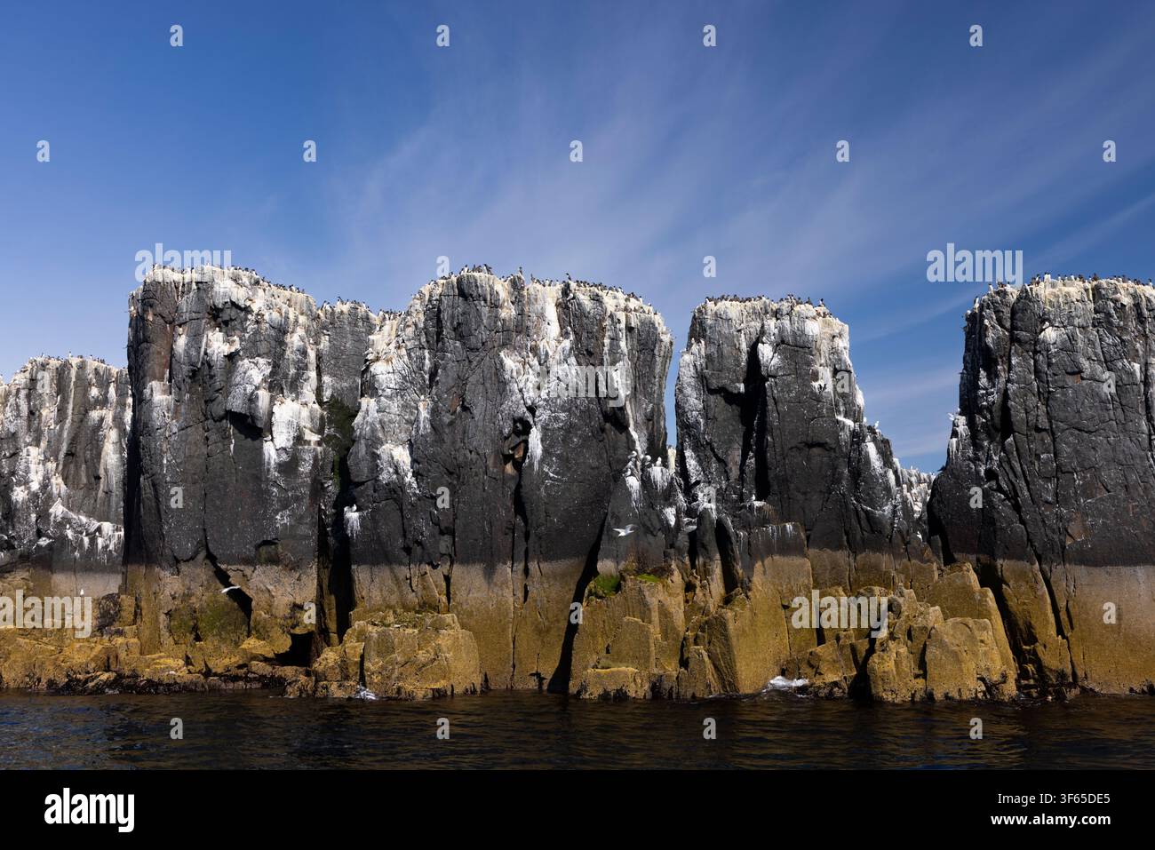 Vista paesaggistica di una colonia di uccelli marini, Isole Farne, Northumberland, Regno Unito, luglio Foto Stock