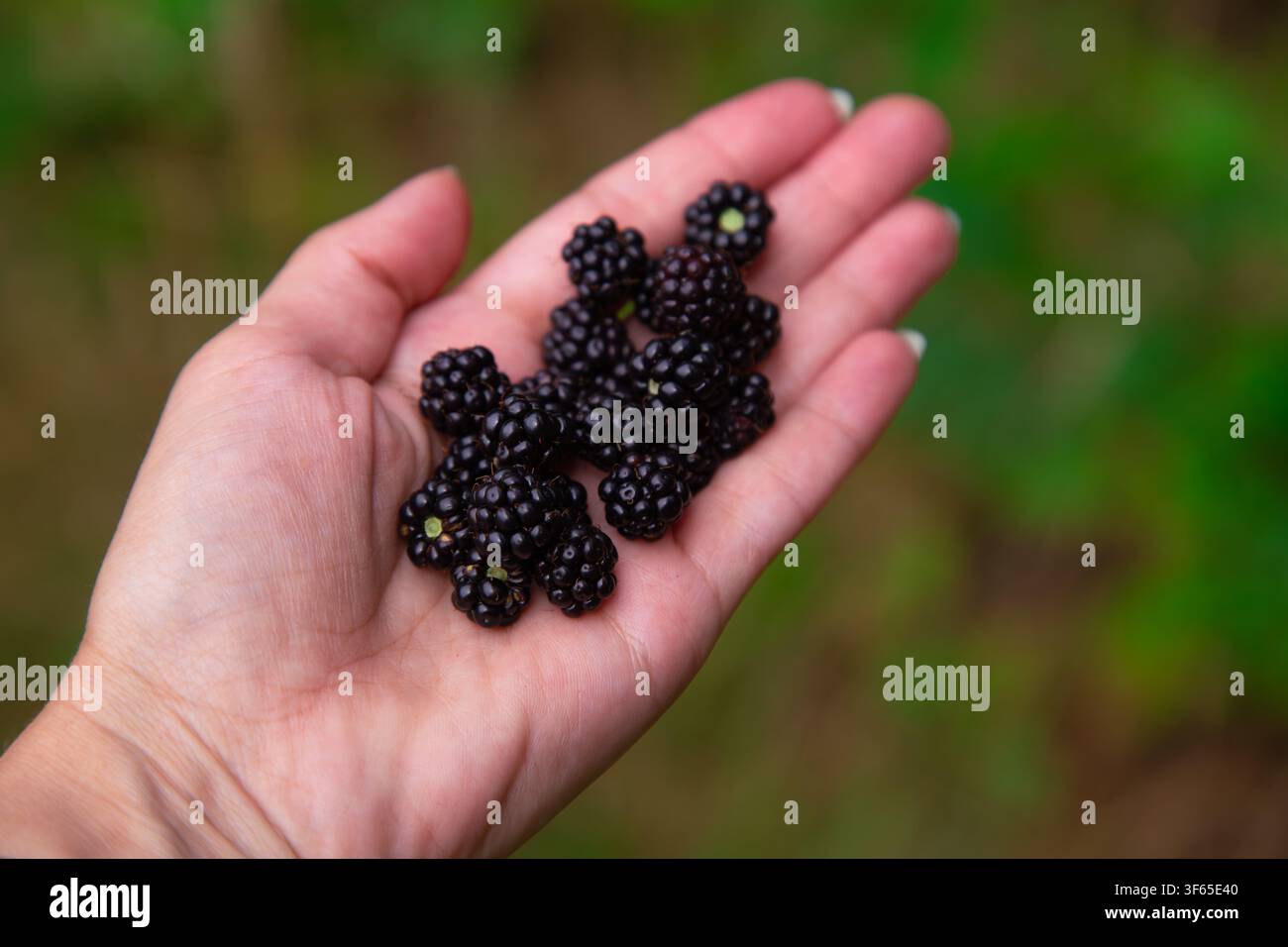 Una prospettiva ravvicinata mostra una mano umana che tiene una piccola collezione di more selvatiche appena raccolte da un ambiente naturale. Le more Foto Stock