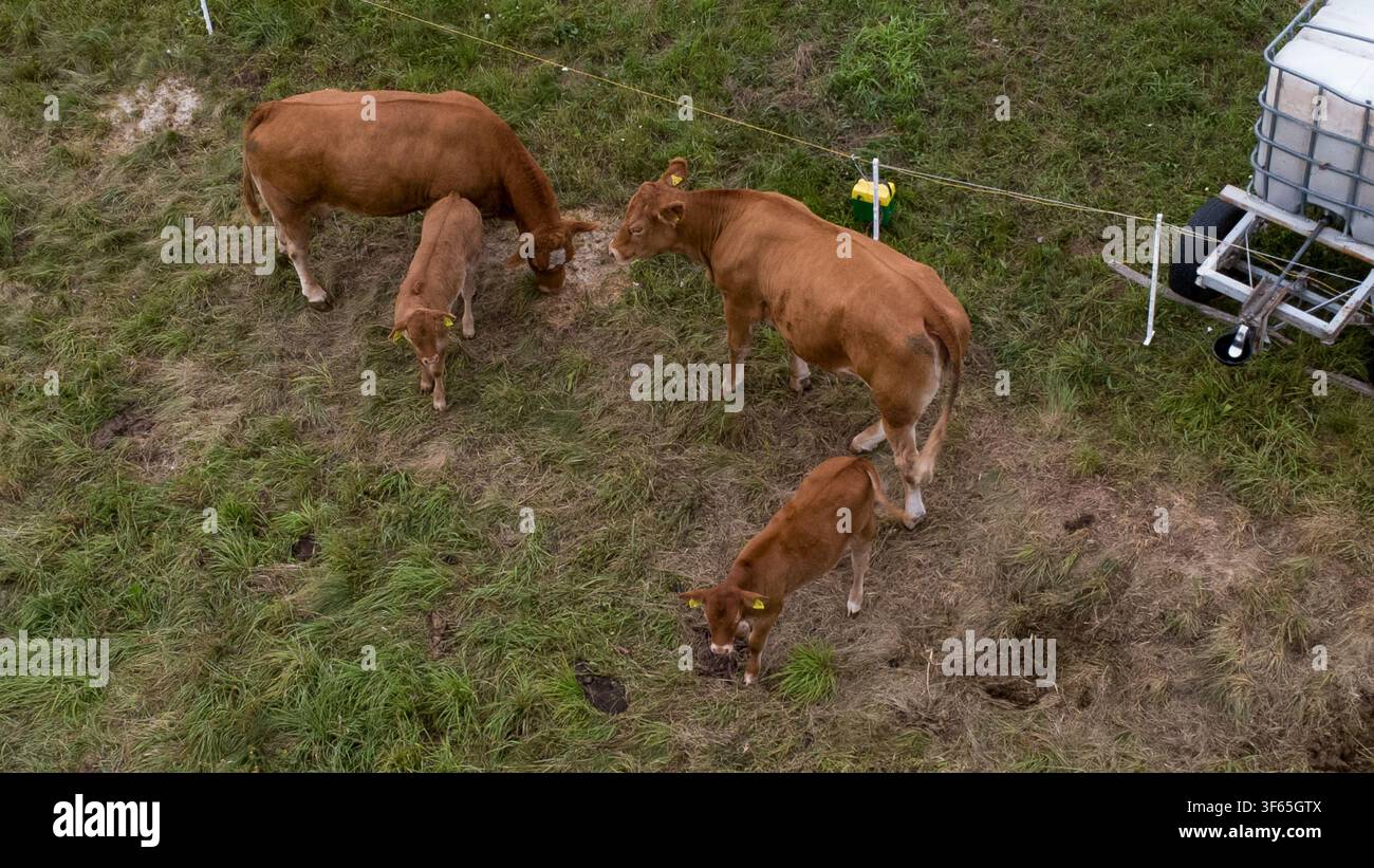 Mucche marroni e vitelli giovani stanno e si muovono lentamente attraverso un pascolo erboso circondato da una semplice recinzione elettrica. Gli animali si radunano vicino a un portatile Foto Stock