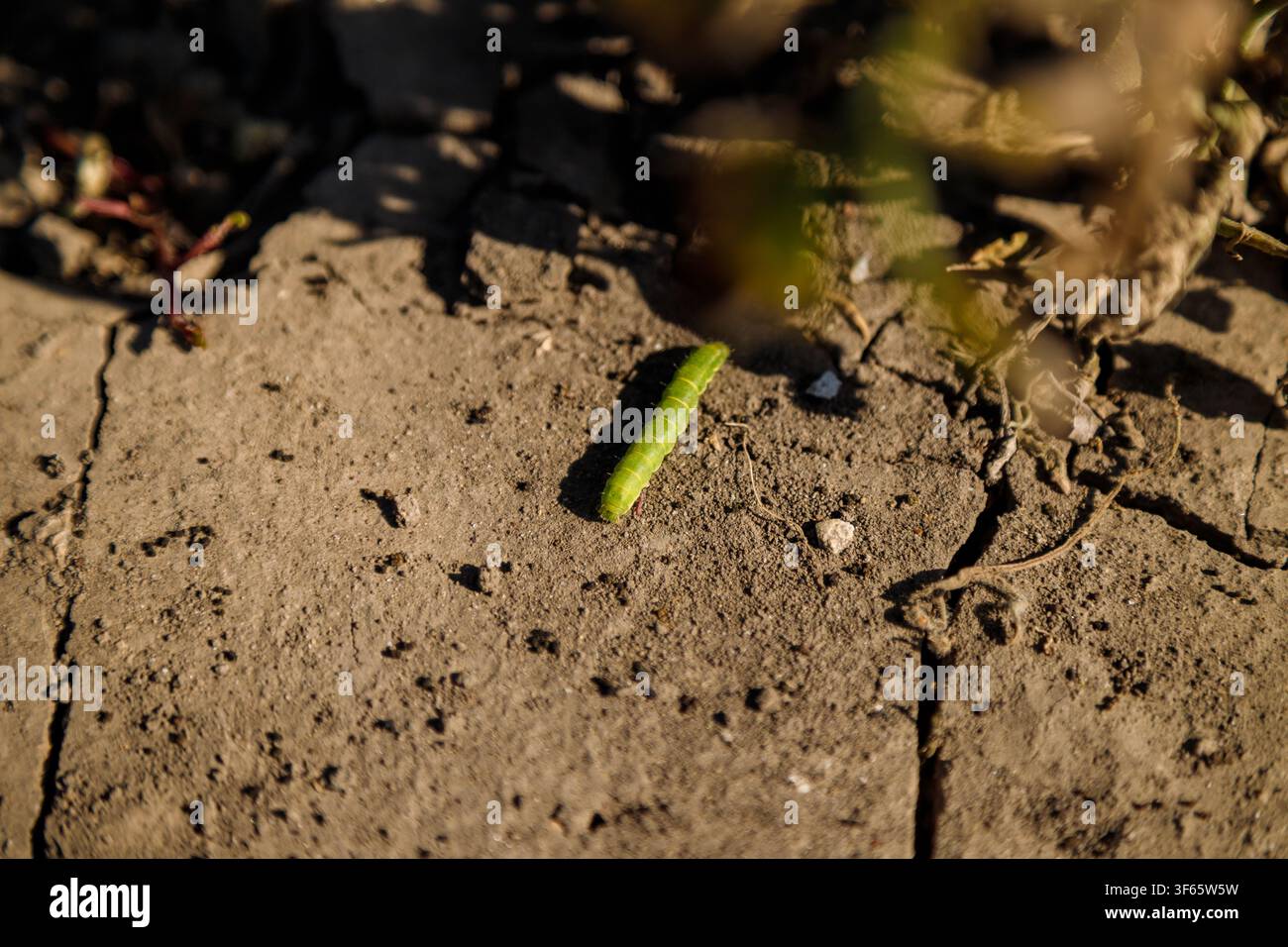 Bruco verde che striscia. Concetto di fauna selvatica e creature primaverili. Foto Stock