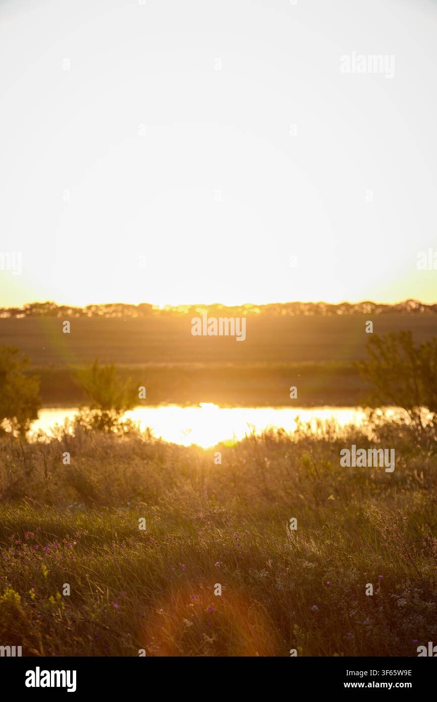 Fiori di campo, erbe e foglie nella bella luce del tramonto vicino a un lago. Sfondo sfocato, spazio per il testo. Vita di campagna, libertà, estate e primavera Foto Stock
