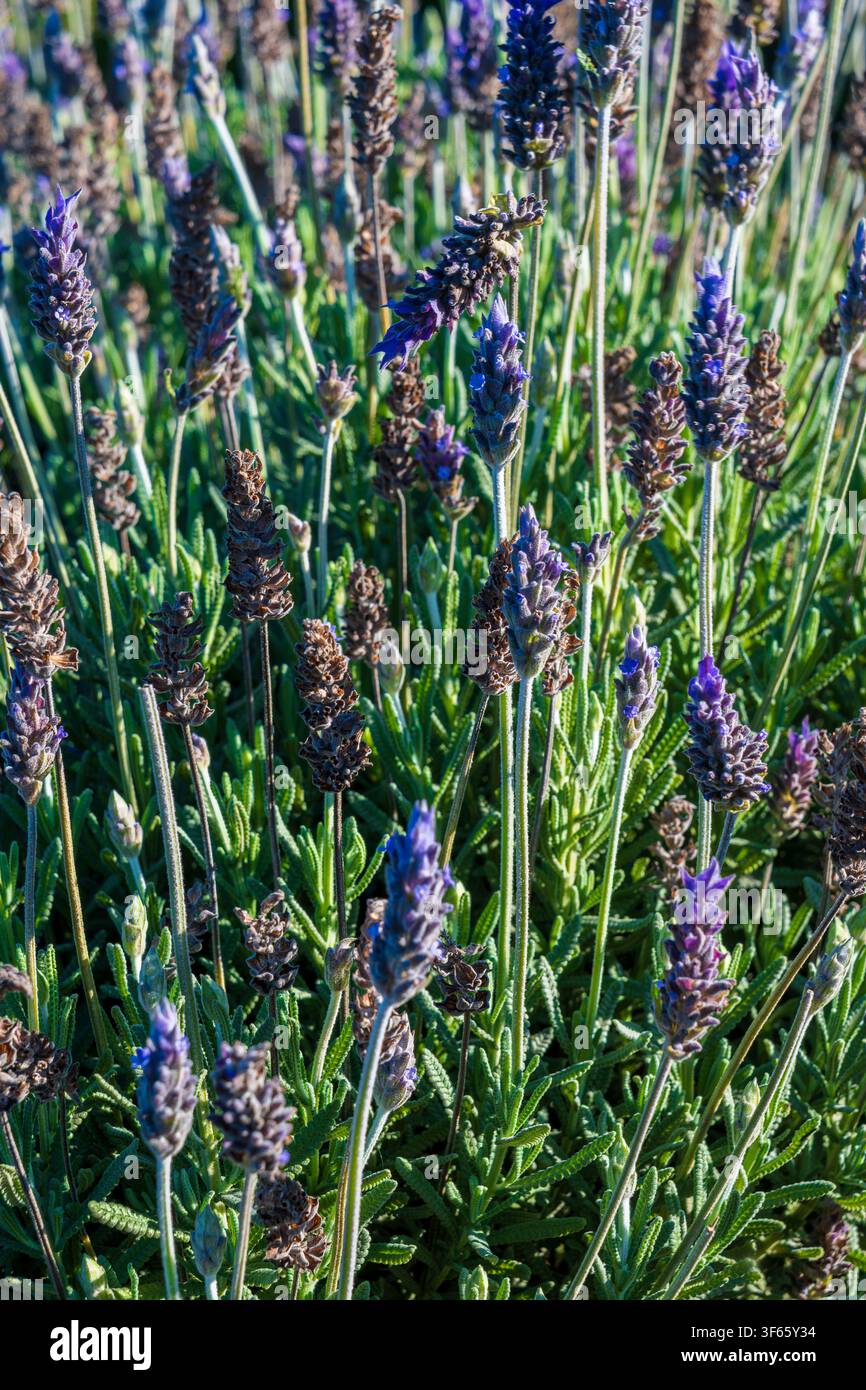 Prima vista verticale di fiori di lavanda viola in fiore che crescono in un campo da giardino soleggiato Foto Stock