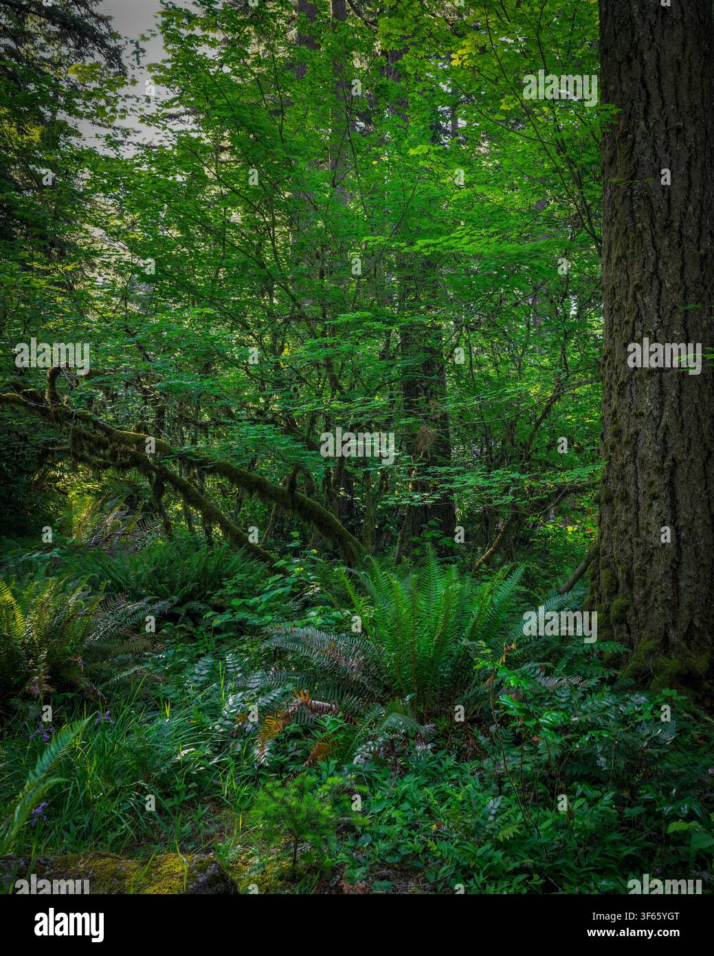 Foresta verde e rigogliosa con muschio, felci e alberi alti che creano una scena naturale di bosco tranquillo Foto Stock