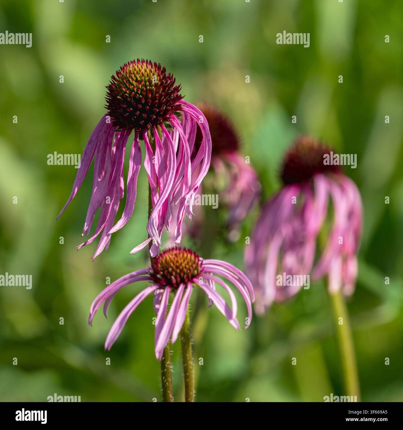 Primo piano dell'Echinacea pallida, una pianta selvatica perenne dell'America del Nord. Foto Stock
