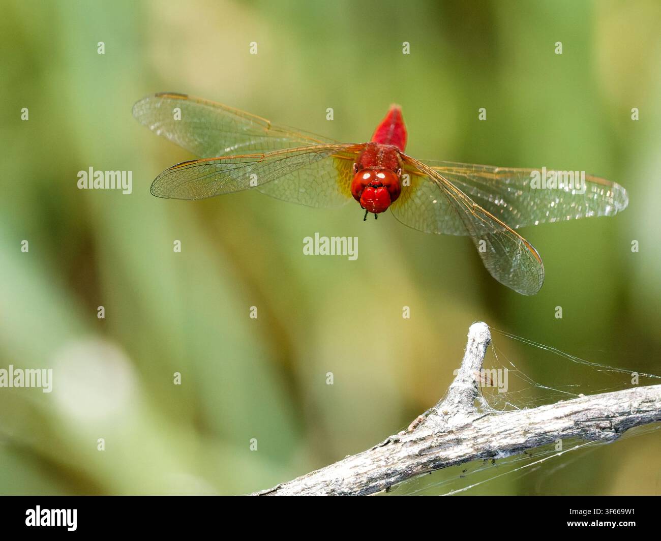 Una libellula rossa a larga ala (Crocothemis erythraea) in volo vicino a Saint-Michel-en-Brenne. Foto Stock