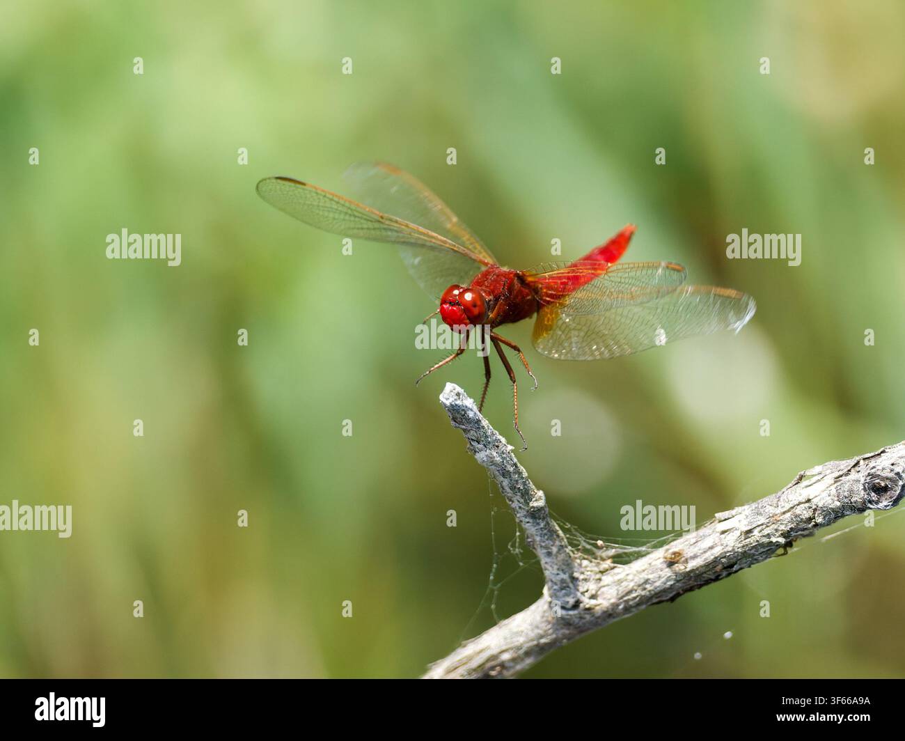 Libellula rossa Crocothemis erythraea appollaiata su un rametto a Saint-Michel-en-Brenne. Foto Stock