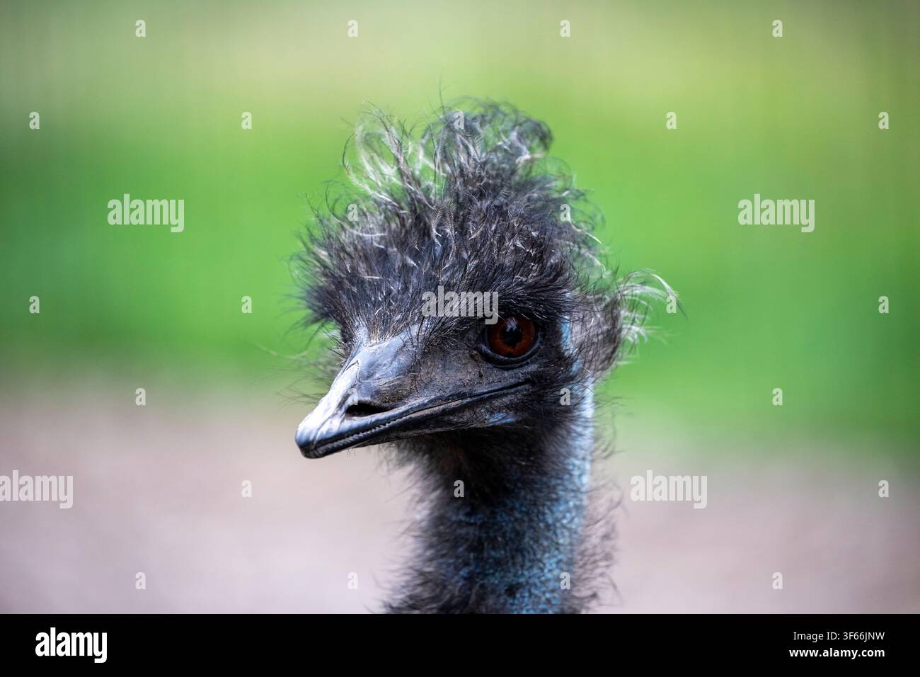 Ritratto di profilo in primo piano di un emù (Dromaius novaehollandiae) con piume disordinate e appuntite su uno sfondo verde sfocato Foto Stock