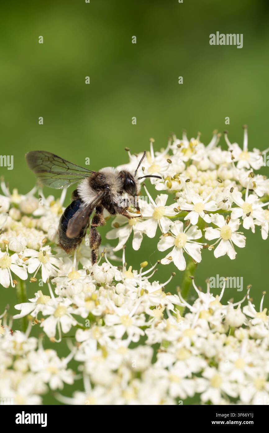 Ape minatrice cineraria Andrena cineraria, femmina che si nutre di un fiore di erba cipollina comune lungo il bordo di un bosco, Nottinghamshire, UK, maggio Foto Stock