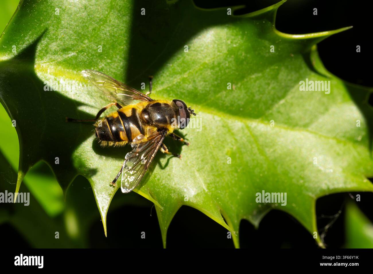 Mosca volante comune Batman Myathropa florea, femmina di mosca volante su una foglia di agrifoglio, Nottinghamshire, Regno Unito, maggio Foto Stock