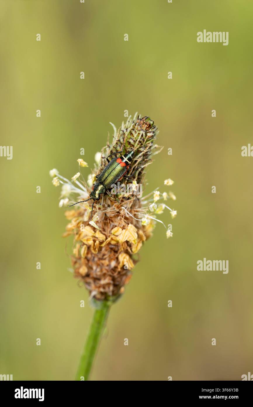 Malachius bipustulatus, vista frontale di uno scarabeo imago mentre si nutre, Nottinghamshire, Regno Unito<may Foto Stock