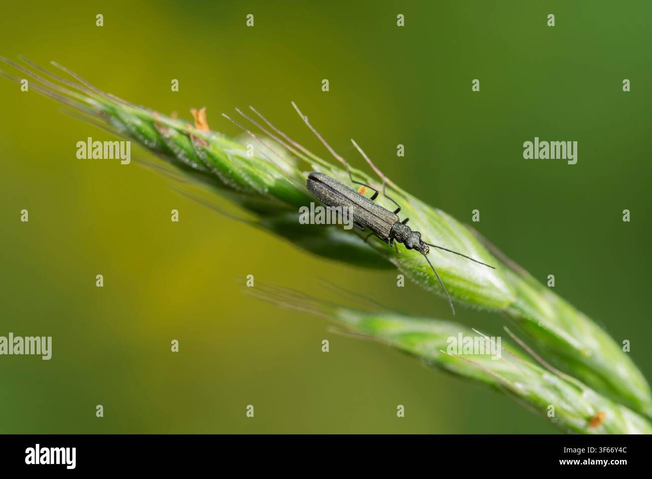 Oedemera lurida, vista di un singolo coleottero su una pianta, Nottinghamshire, Regno Unito, maggio Foto Stock
