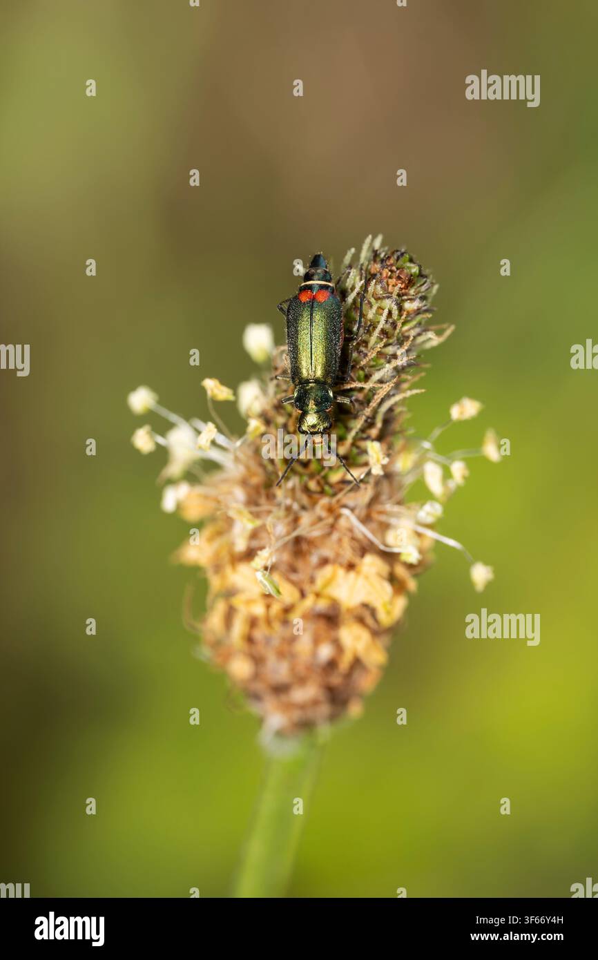 Malachius bipustulatus, vista frontale di uno scarabeo imago mentre si nutre, Nottinghamshire, Regno Unito<may Foto Stock