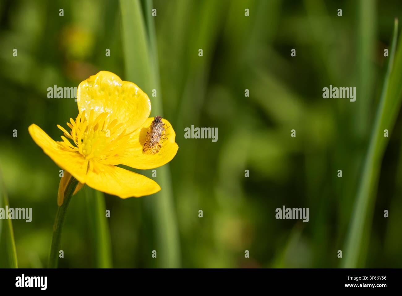 Tachycixius pilosus, imago su un fiore di ranuncolo lungo una siepe, Nottinghamshire, Regno Unito, maggio Foto Stock