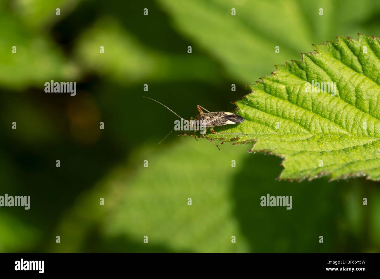 Closterotomus trivialis, vista di un imago femmina di cimice delle piante su una foglia, Nottinghamshire, Regno Unito, maggio Foto Stock