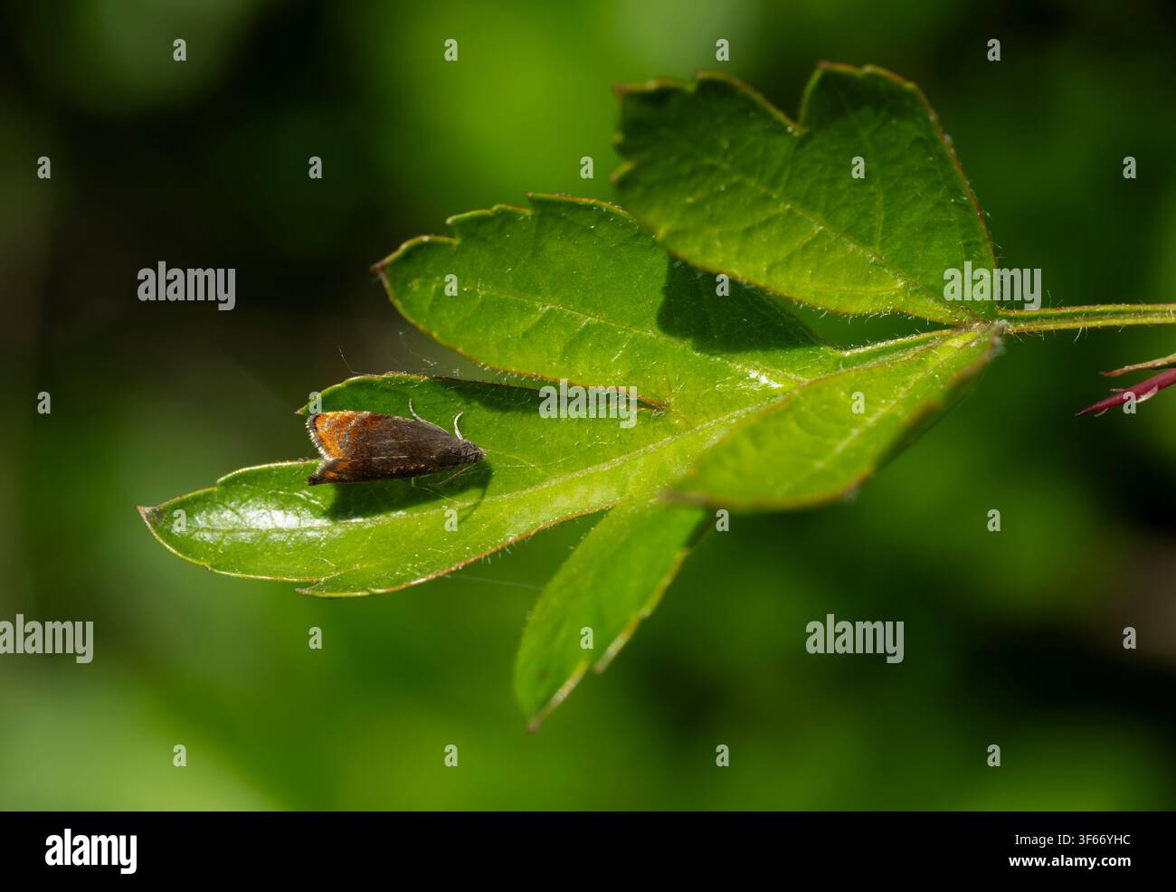 Pammene rhediella, imago di falena microscopa appollaiata su una foglia all'interno di una siepe, Nottinghamshire, Regno Unito, maggio Foto Stock